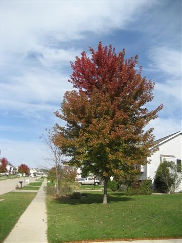 Fall_Leaves_Changing_Color